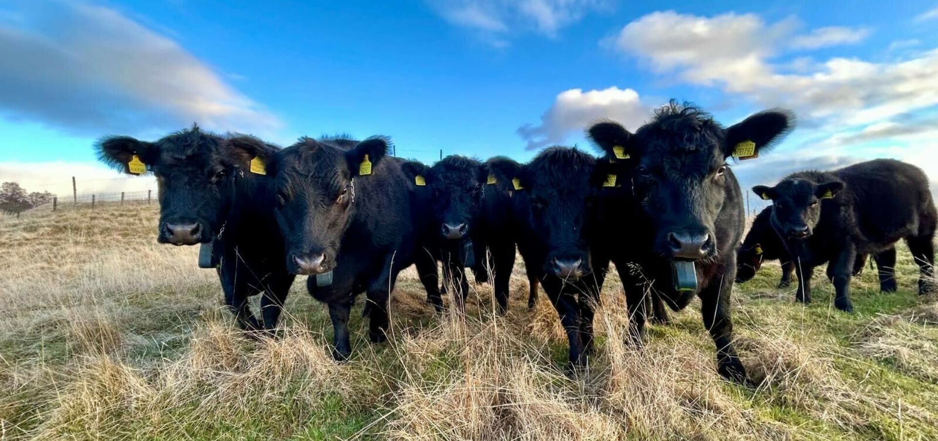 Blair Cattle 2