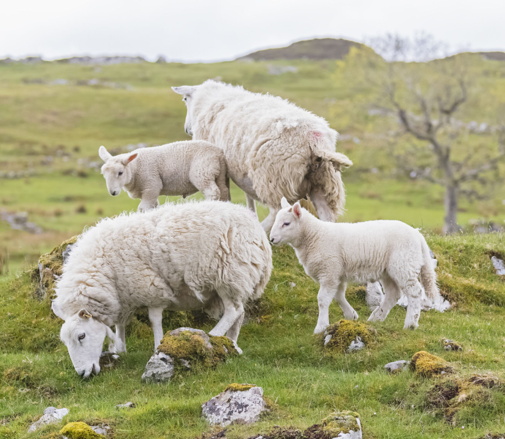 Sheep in field