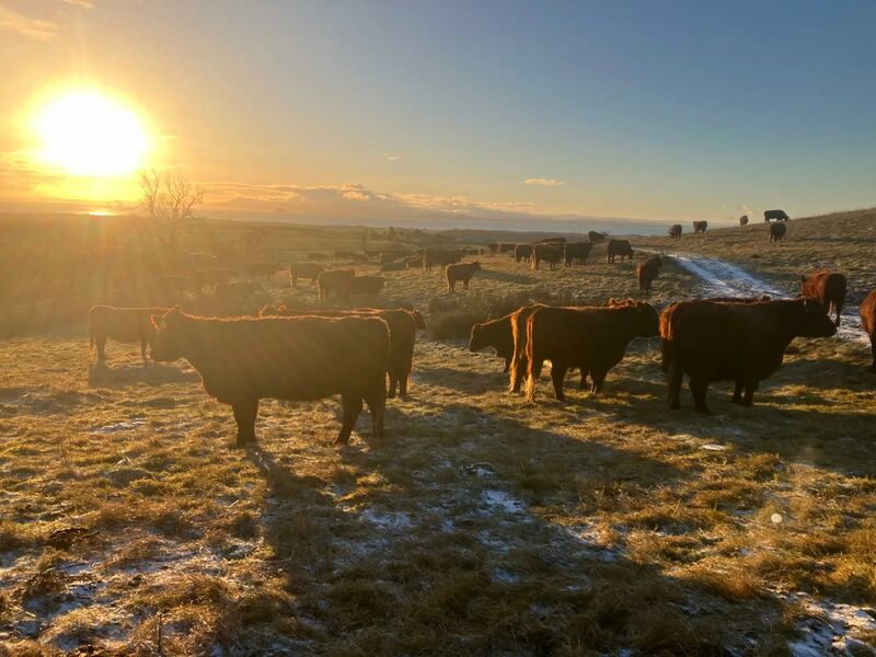 Winter Sunset cattle