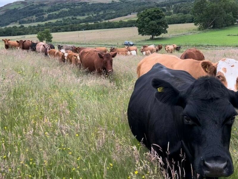 Blair Cattle 1