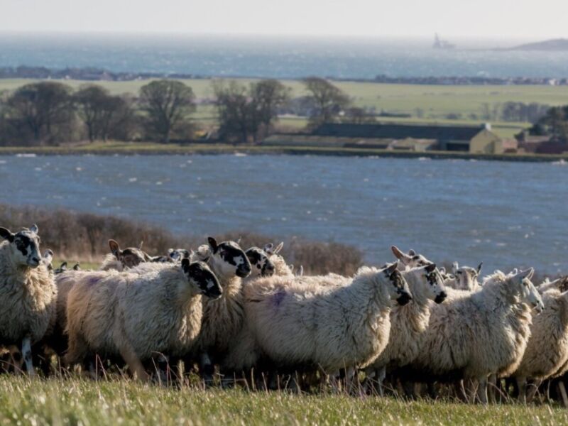 Sheep sea